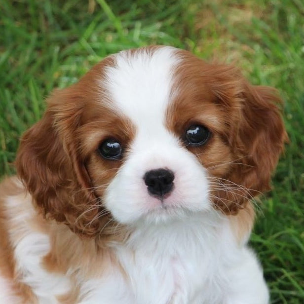 Congrats On Your New Puppy! Read our advice on Best Puppy Foods, Chews, Harnesses, Leashes & More