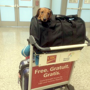 SturdiBag Flexible Height Pet Carrier