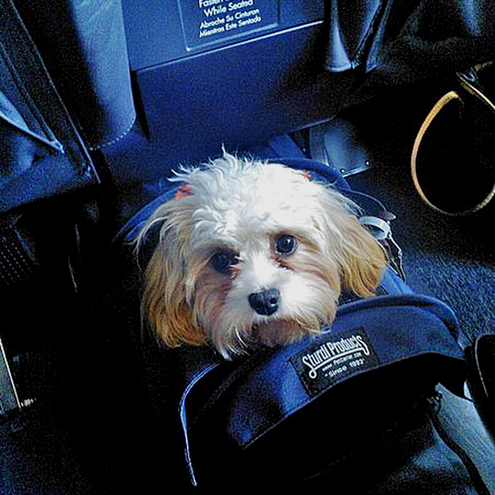 SturdiBag Flexible Height Pet Carrier