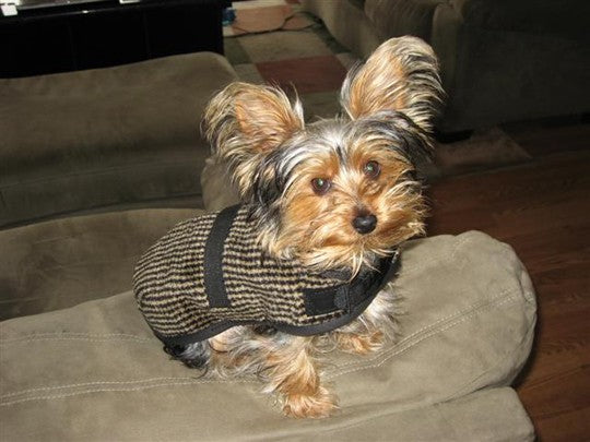 Foggy Mountain Dog Coat Snuggler, Medium Sizes (13-16)