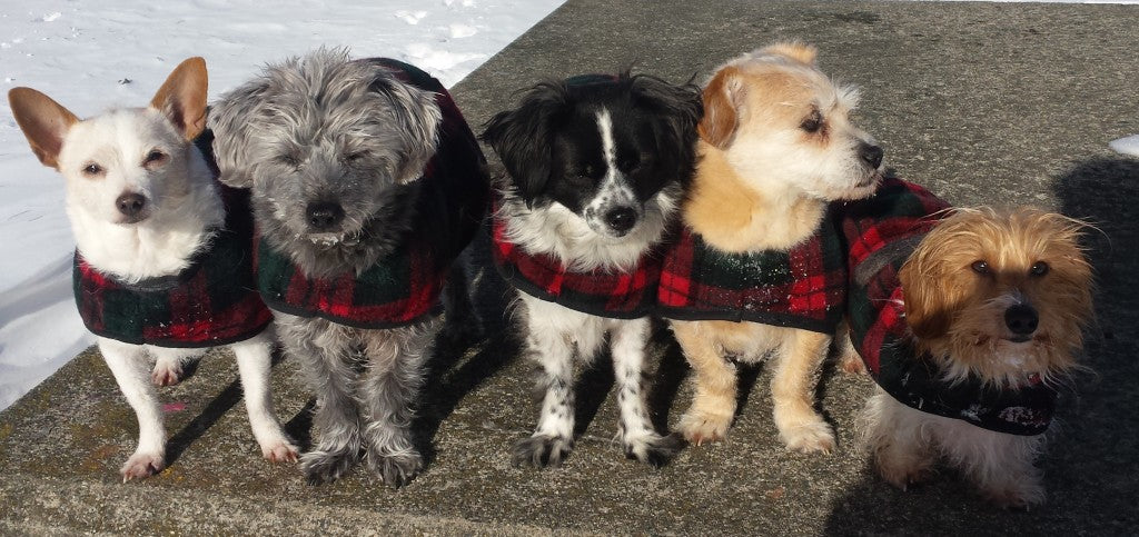 Foggy Mountain Dog Coat Snuggler, Large Sizes (18-28)