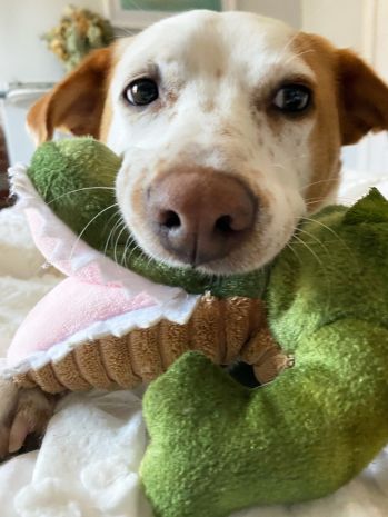 Tall Tails Dog Toy Plush Squeaker Crunch Gator 14"