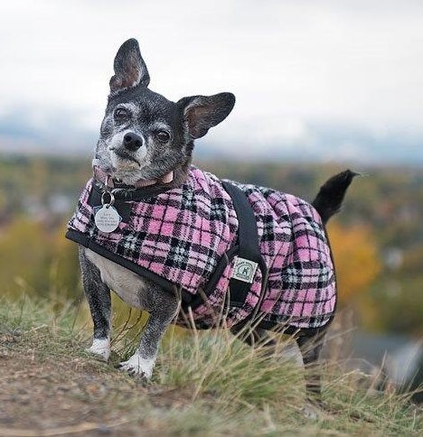 Foggy Mountain Dog Coat Snuggler, Large Sizes (18-28)