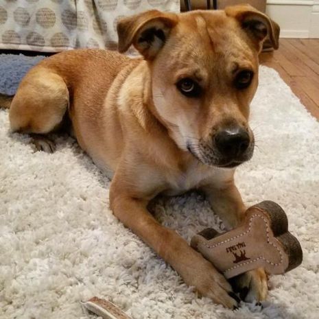 Tall Tails Leather Dog Toy Bone 6"
