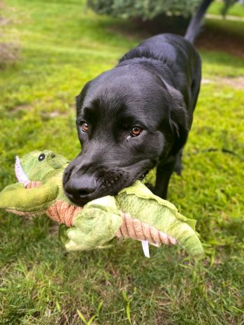 Tall Tails Dog Toy Plush Squeaker Crunch Gator 14"