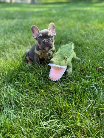 Tall Tails Dog Toy Plush Squeaker Crunch Gator 14"