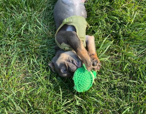 Tall Tails Dog Toy Plush Squeaker Turtle 4"