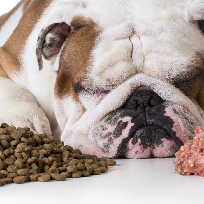 Dog Food – Mysteries Uncovered!