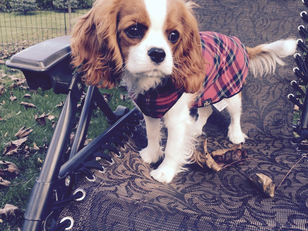 Dog Clothing