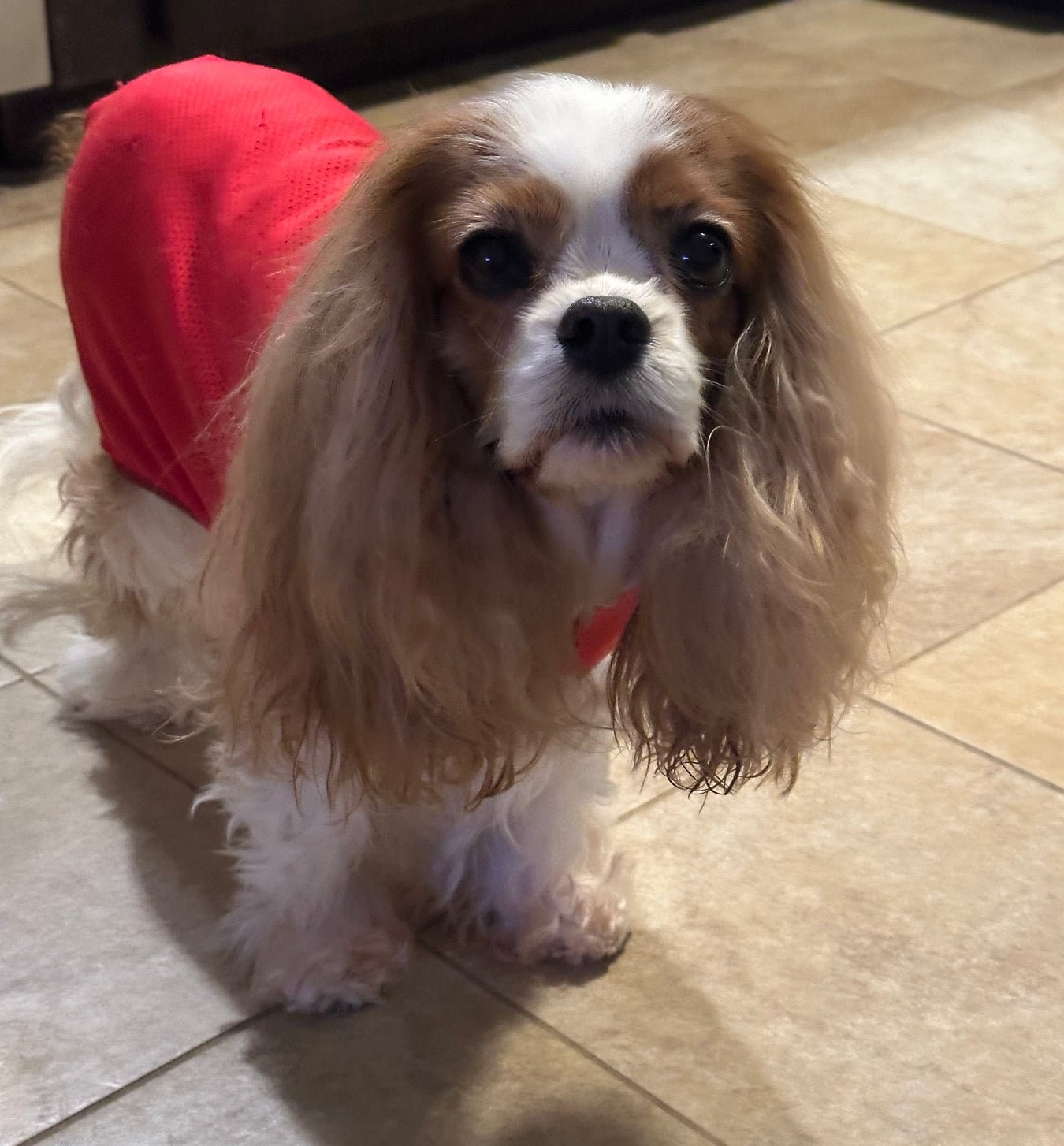 Senior Dog Recommended Products by Owner