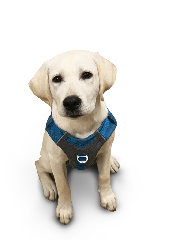 Recommendations for Labrador Puppy