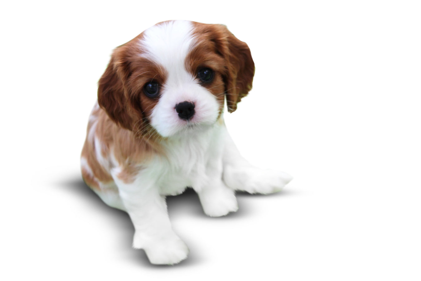 New Healthy Puppy