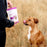 Green Juju Dog Freeze Dried Whole Food Bites, Goat Purple