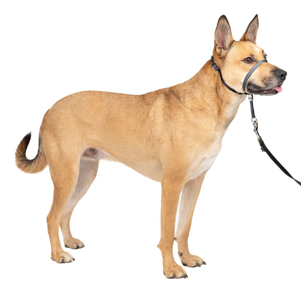 PetSafe Dog Gentle Leader Head Collar, Black,