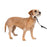 PetSafe Dog Gentle Leader Head Collar, Black,