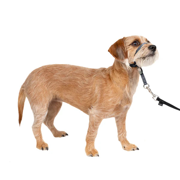 PetSafe Dog Gentle Leader Head Collar, Black,