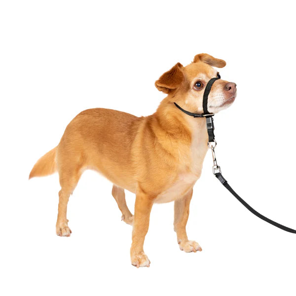 PetSafe Dog Gentle Leader Head Collar, Black,